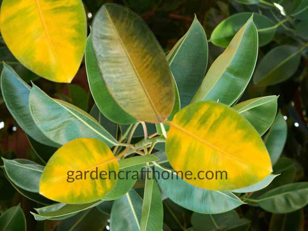 Ficus Elastica having yellow leave 