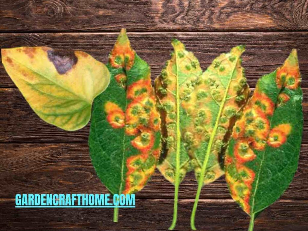 Fungal Diseases on Anthurium
