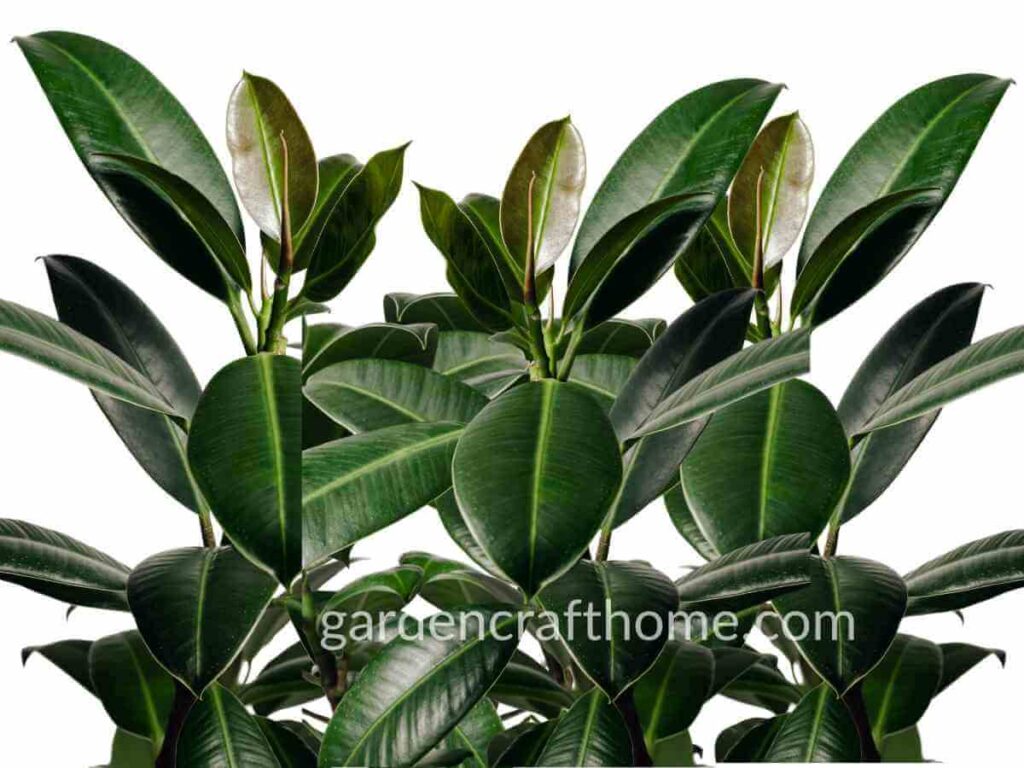 How To Care For Ficus Elastica