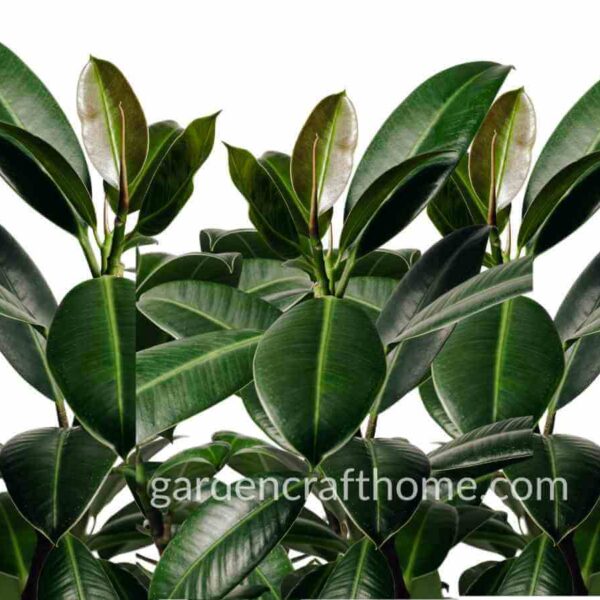 How To Care For Ficus Elastica