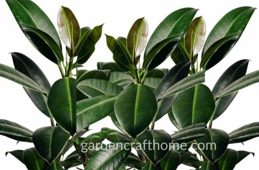 How To Care For Ficus Elastica