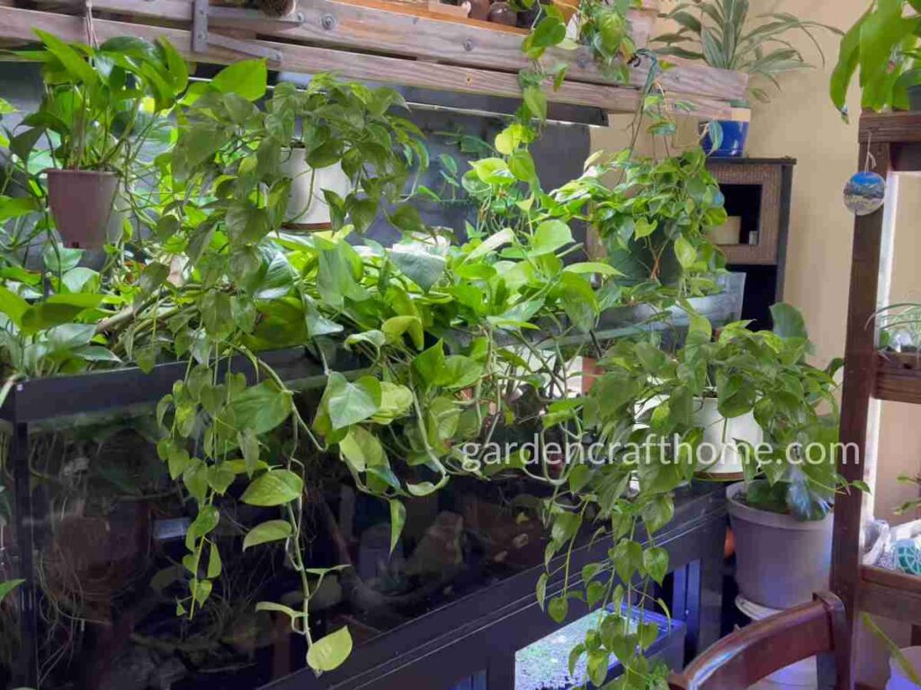 Plant Pothos In Water