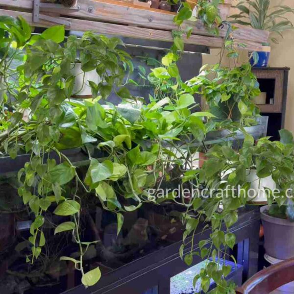 Plant Pothos In Water