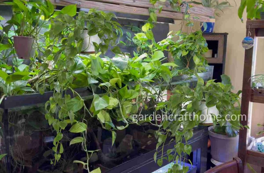 Plant Pothos In Water