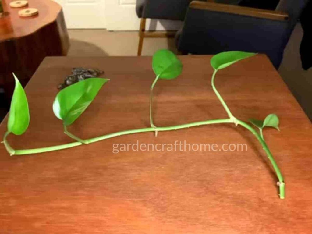 propagating Pothos In Water