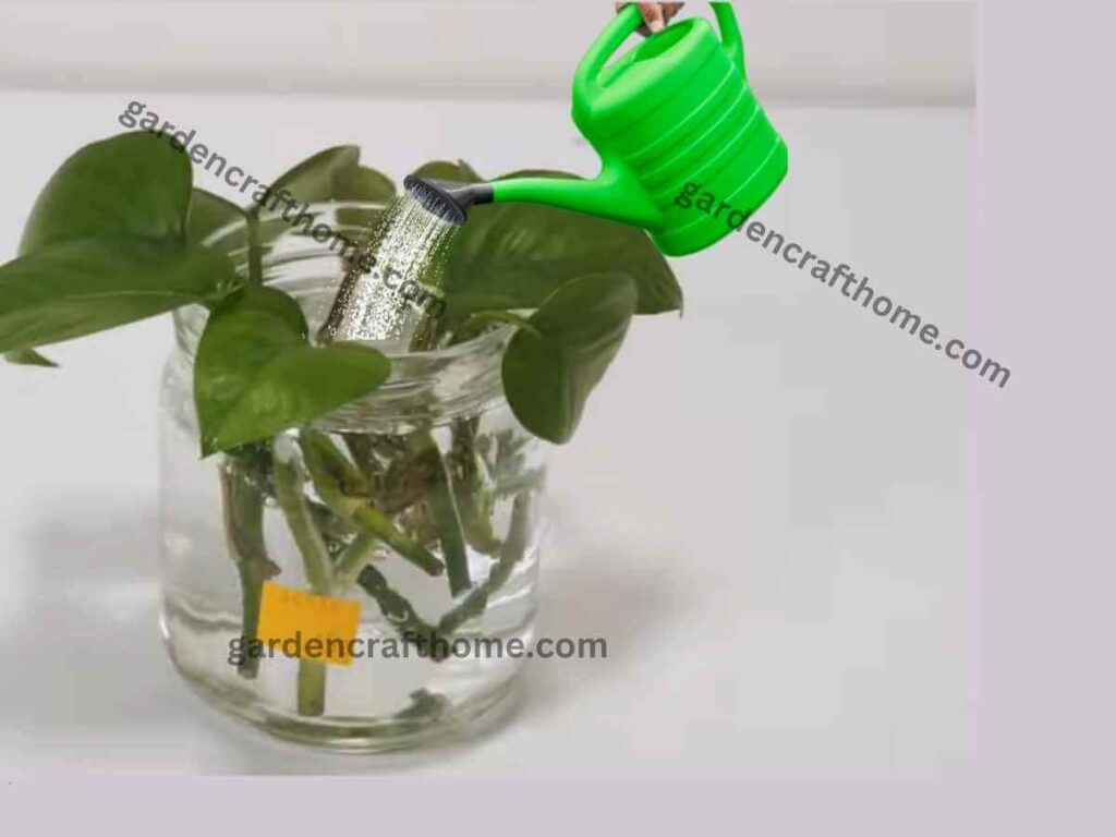 Plant Pothos In Water