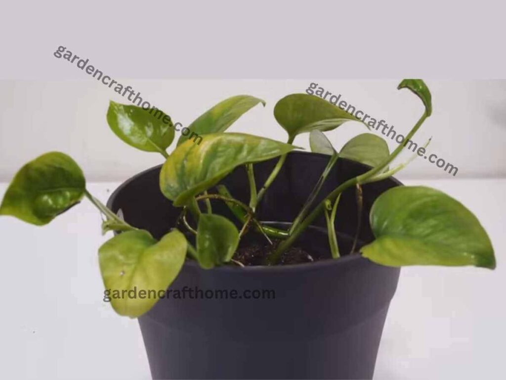 How To Propagating Pothos in soil