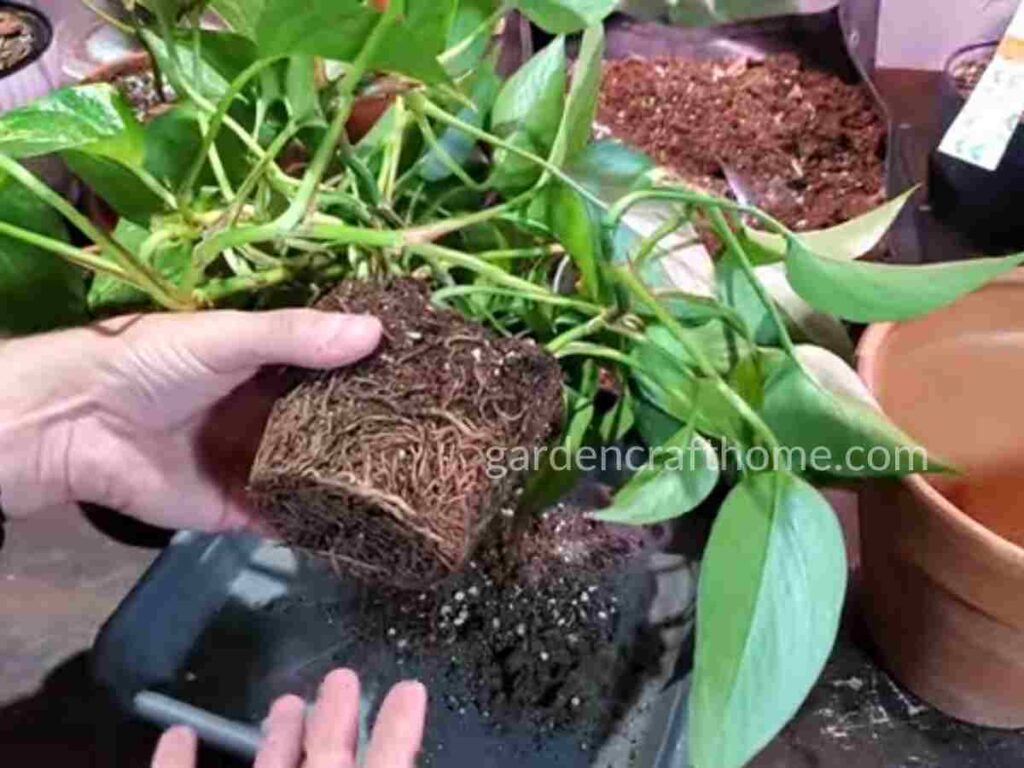 Repot Pothos