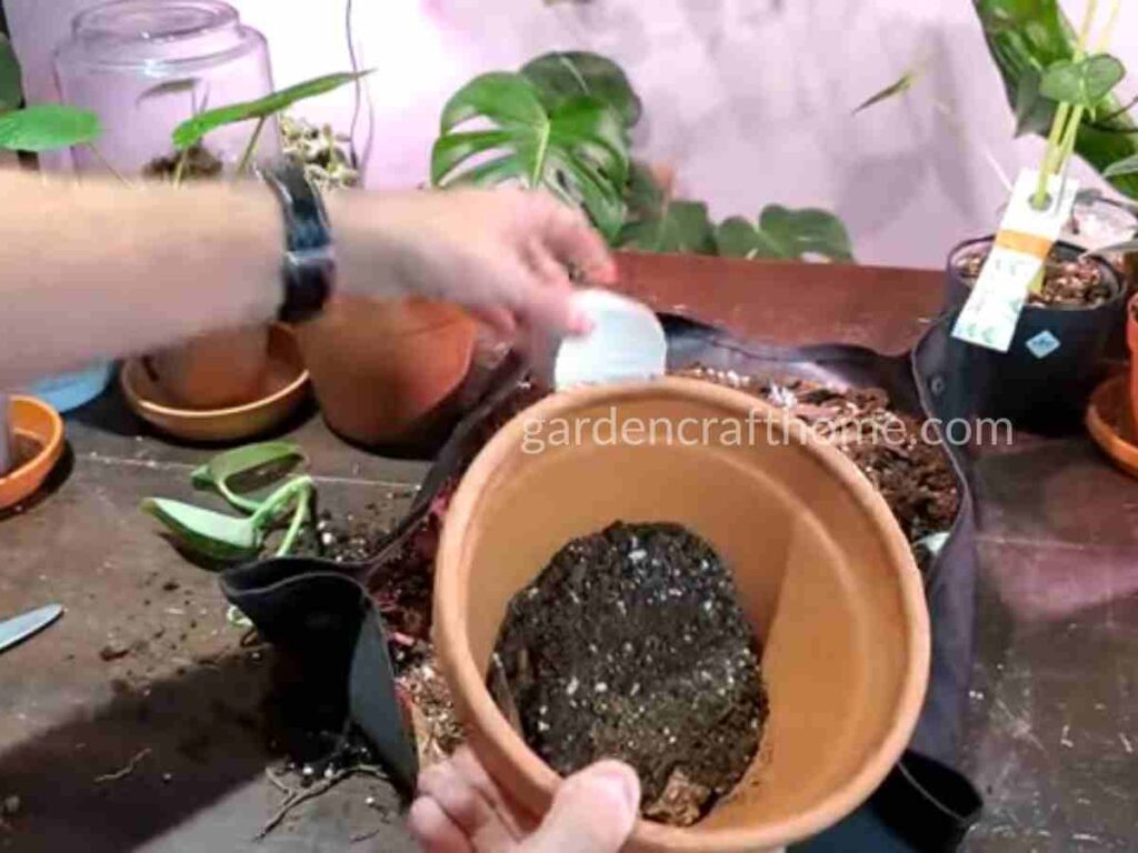 Filling the bottom of the container with a potting soil.