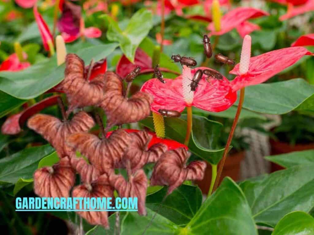 How To Treat Anthurium Plant