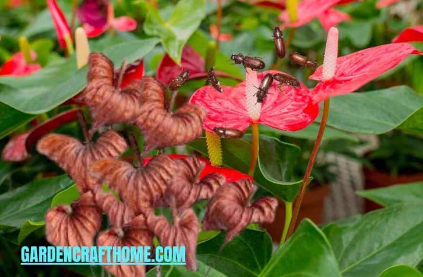 How To Treat Anthurium Plant