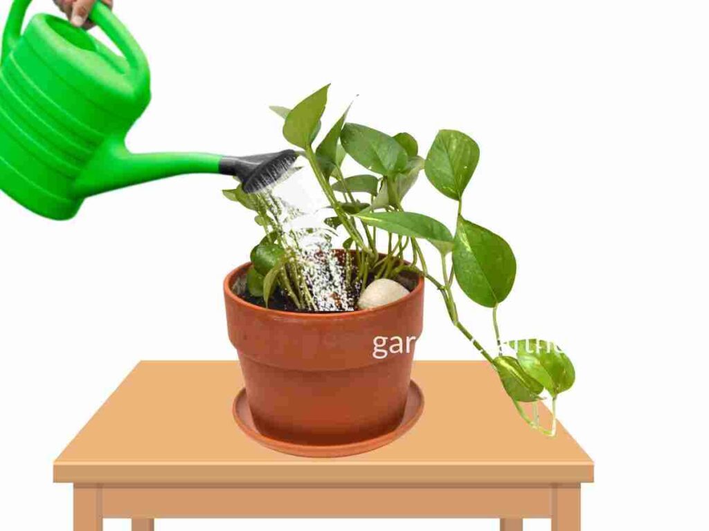 How To Water Pothos Plants