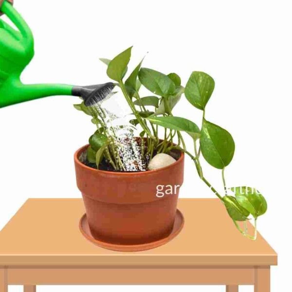 How To Water Pothos Plants