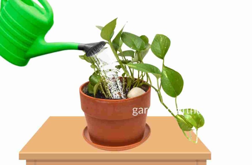 How To Water Pothos Plants