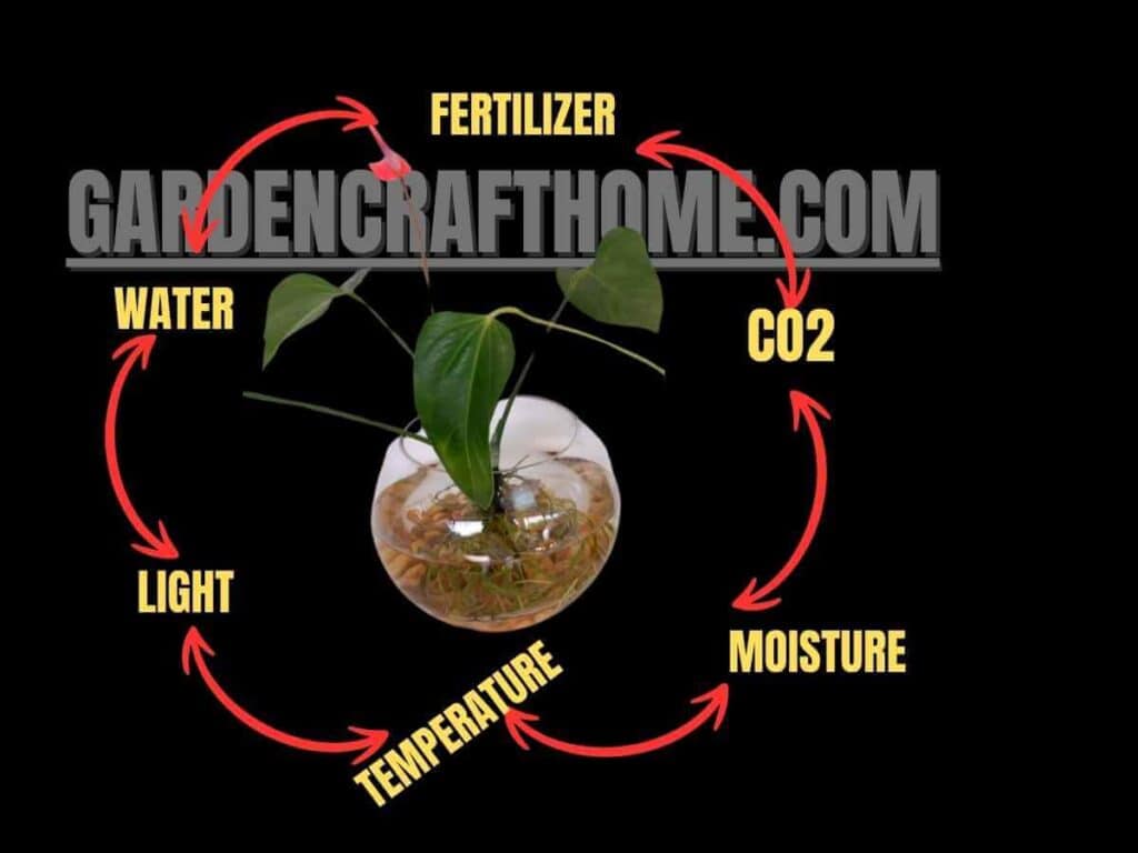 Maintain Anthurium In water