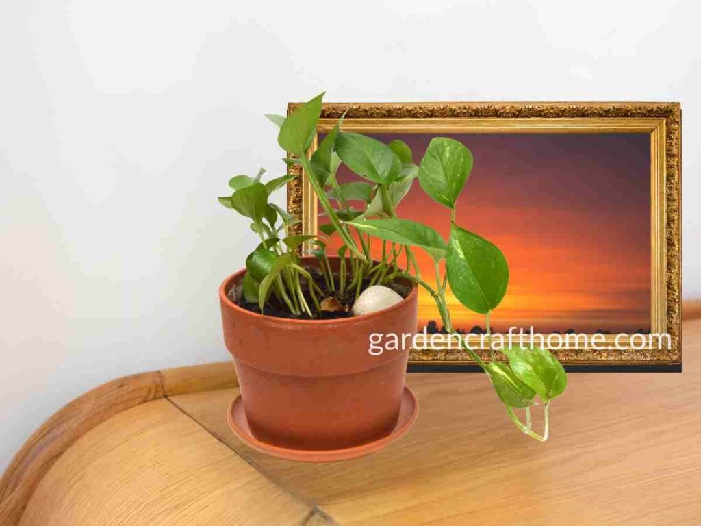 pothos Plant in bright Location