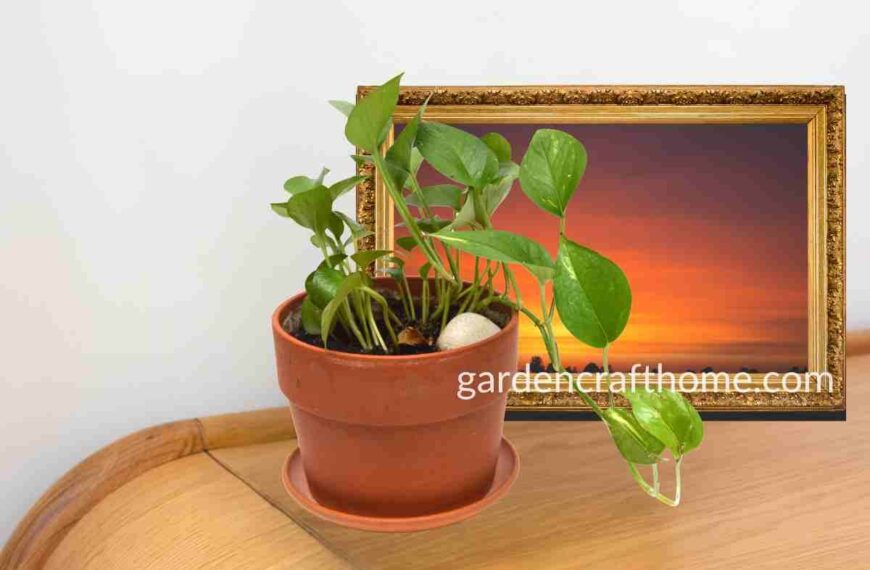 pothos growing so slowly