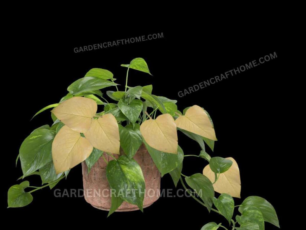 pothos turning yellow 