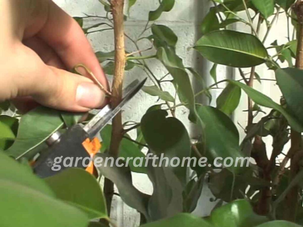 Ficus Benjamina Cutting