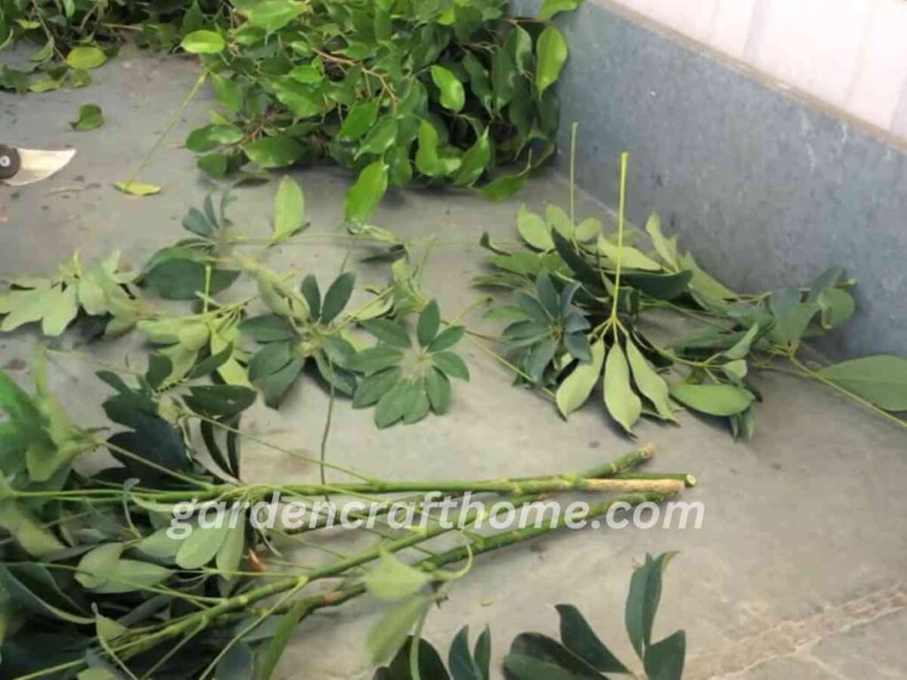 removing Ficus Benjamina leav for propagation