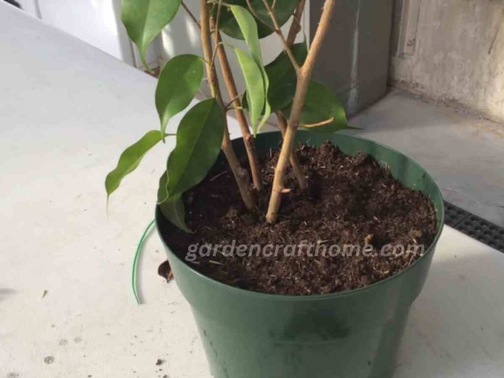 Propagate Ficus Benjamina in soil