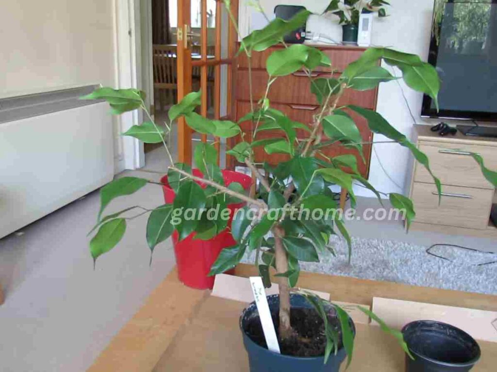 Propagate Ficus Benjamina