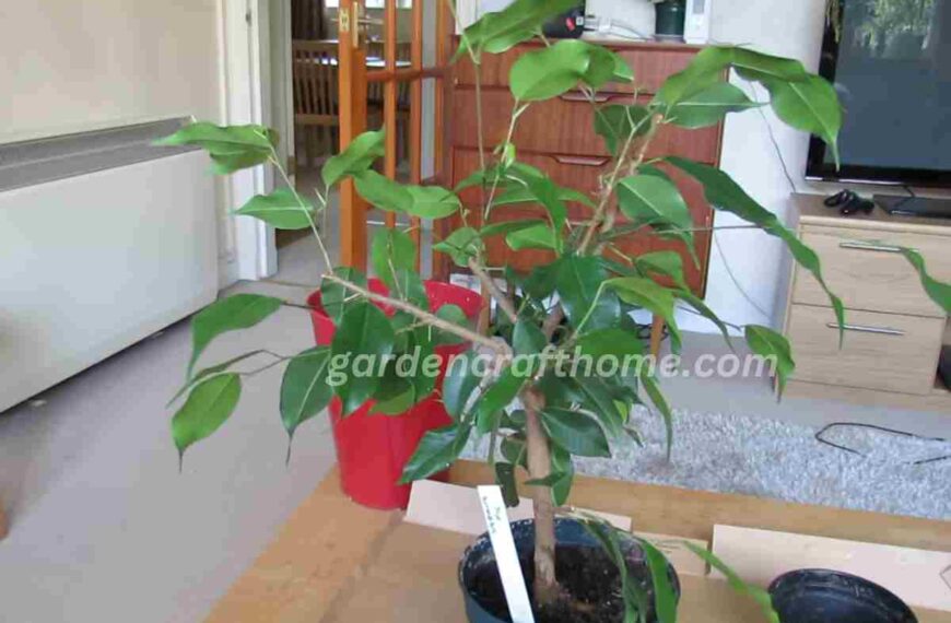 Propagate Ficus Benjamina