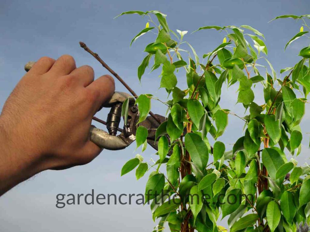 Prune Ficus Benjamina