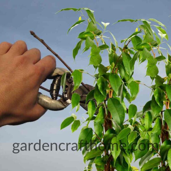 Prune Ficus Benjamina