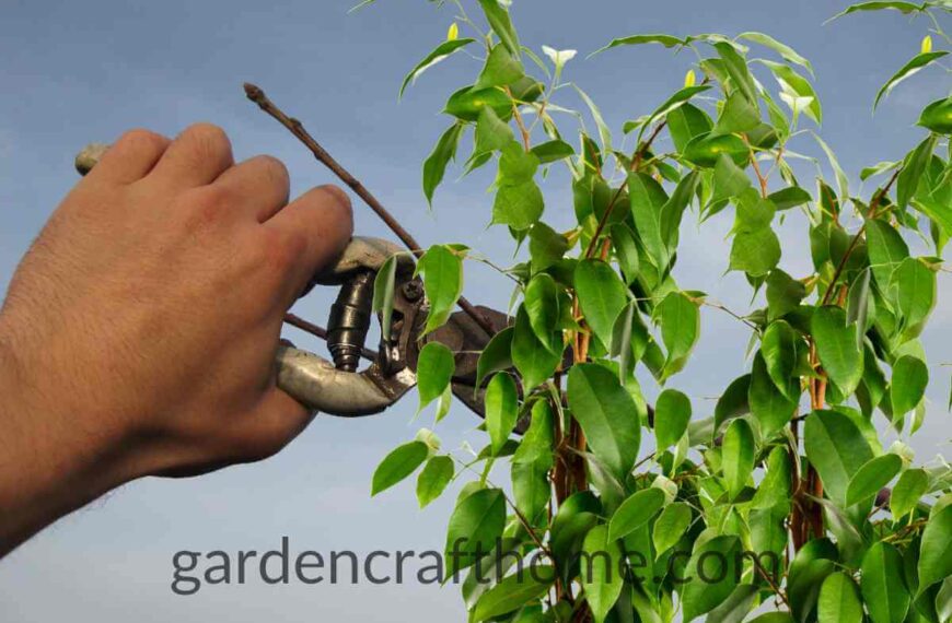 Prune Ficus Benjamina