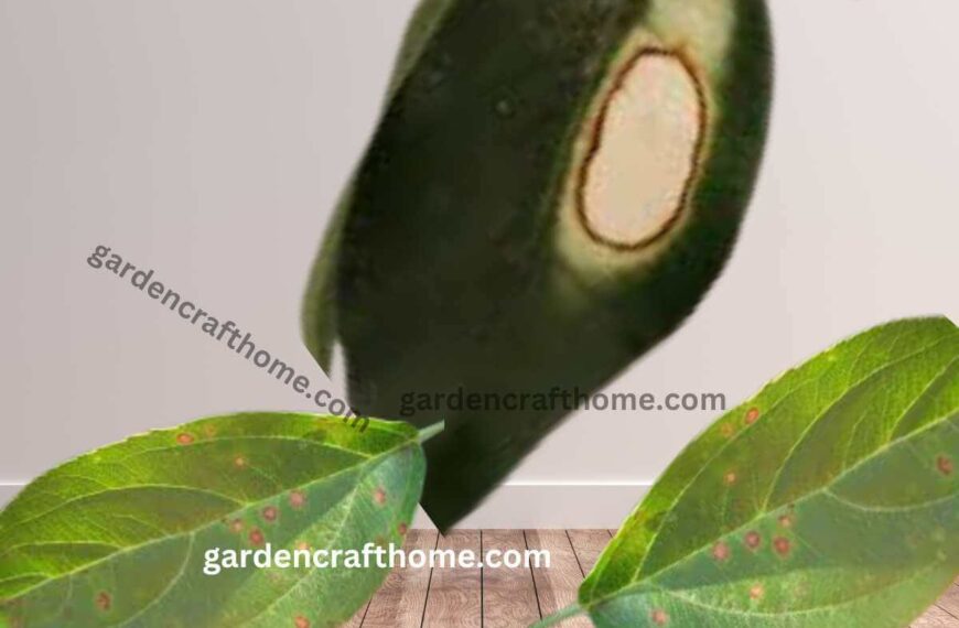 Reasons Ficus Benjamina Has Spots