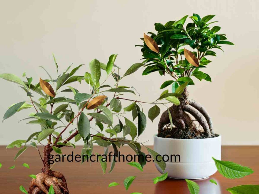 Ficus Ginseng Drops Leaves 