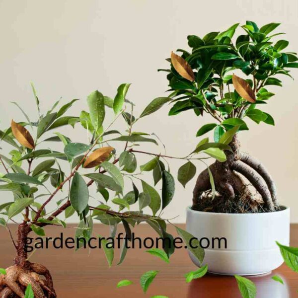 Ficus Ginseng Drops Leaves 