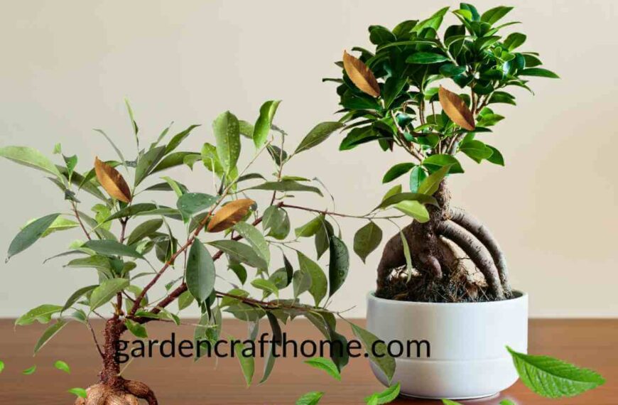 Ficus Ginseng Drops Leaves 