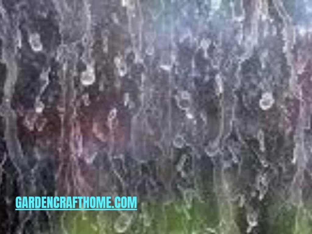 Remove Hard Water Stains in Terrarium Glass