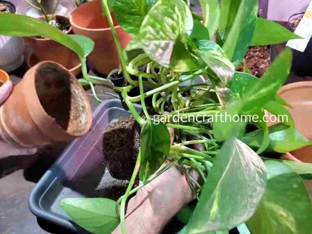 Removing the Pothos from its Current Pot