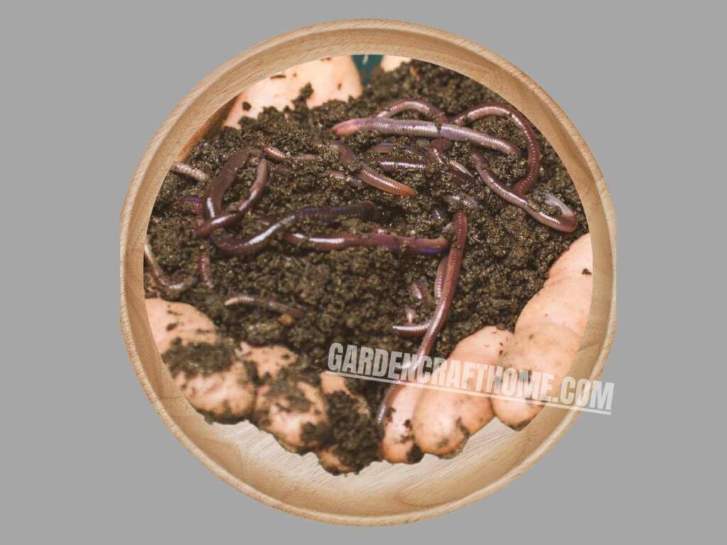 Earthworm Humus