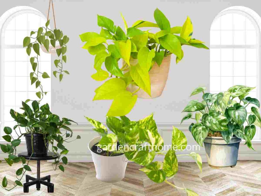 Varieties Of Pothos