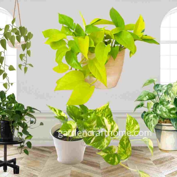 Varieties Of Pothos