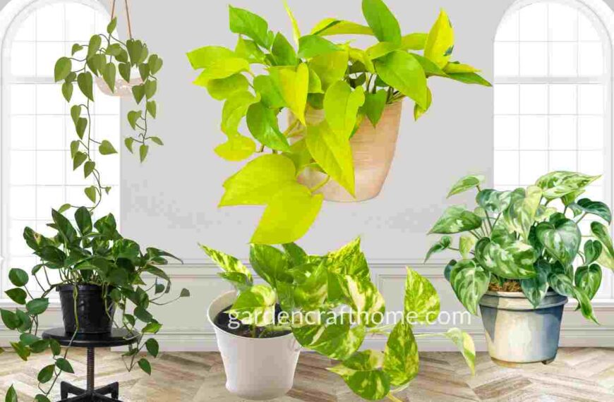 Varieties Of Pothos