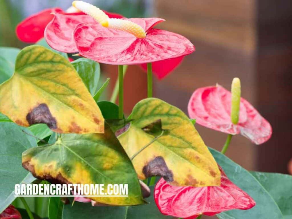 Anthurium Leaves Turn Yellow