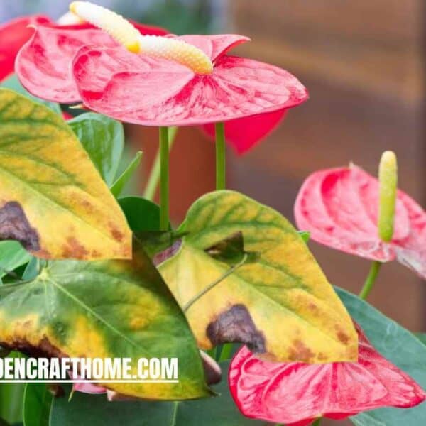 Anthurium Leaves Turn Yellow