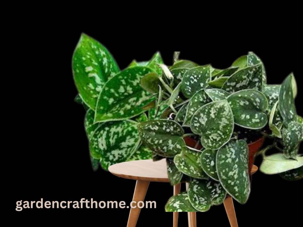 Care For Silver Pothos