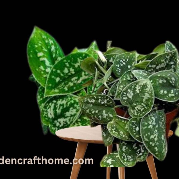 Care For Silver Pothos