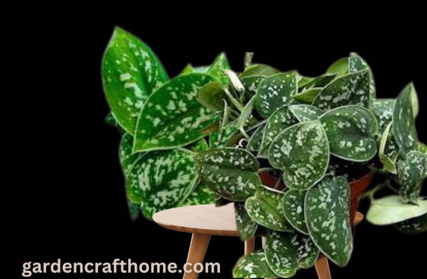 Care For Silver Pothos