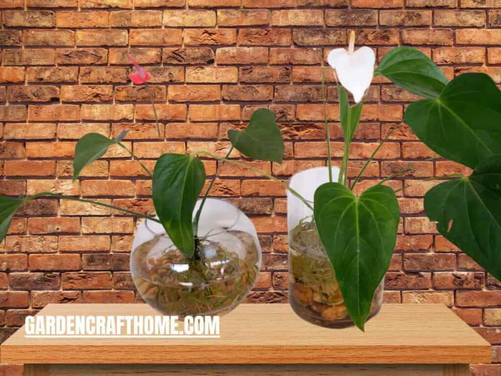 Grow Anthurium In Water