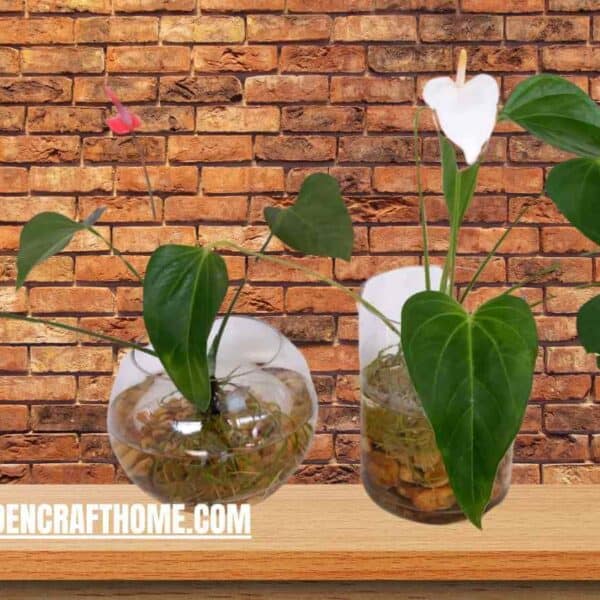 Grow Anthurium In Water