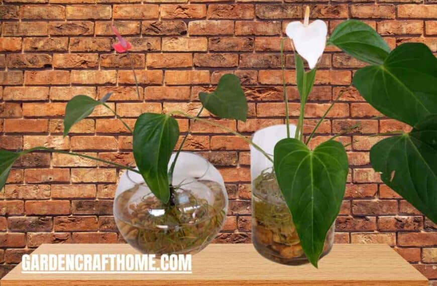 Grow Anthurium In Water