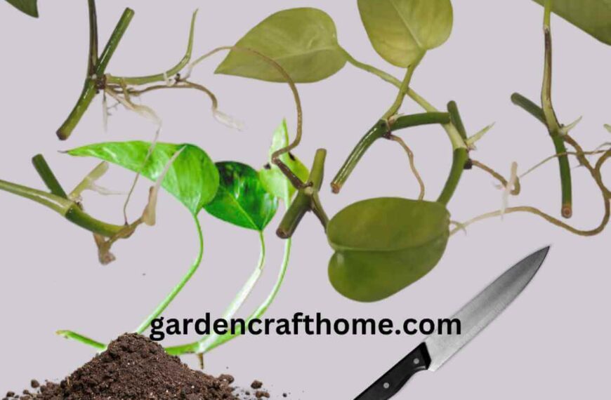 Propagate Pothos