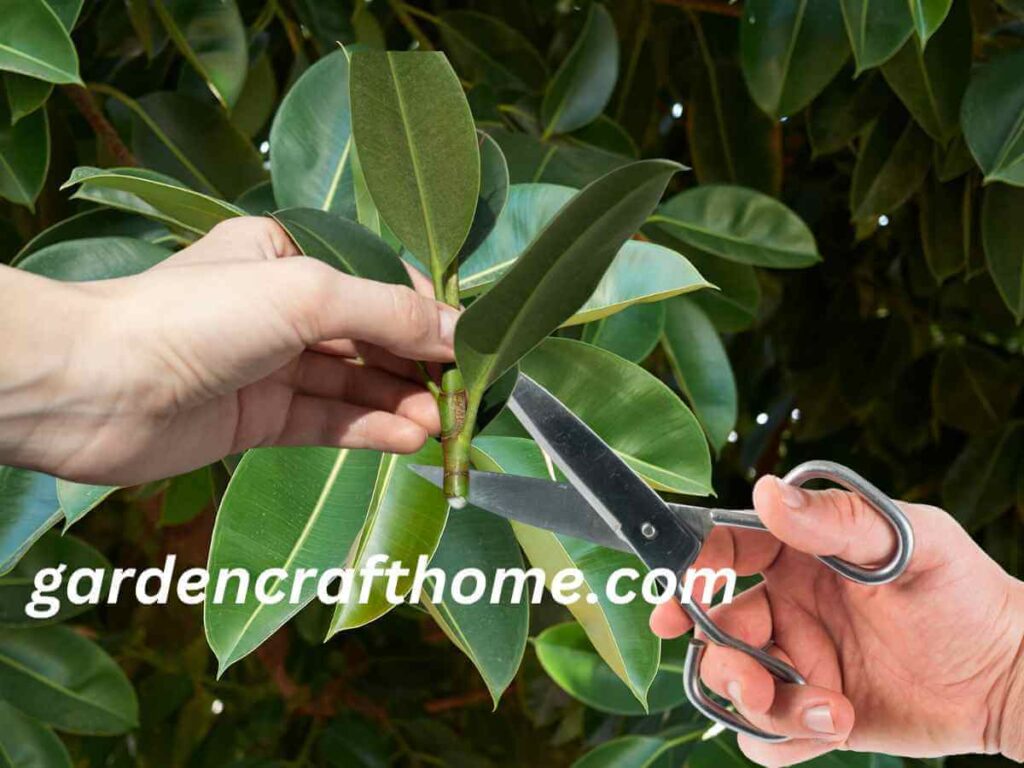 Prune Ficus Elastica